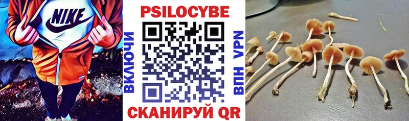 Псилоцибиновые грибы Psilocybe  Сегежа 